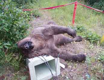 Exclusive! Giant Brown Bear Electrocuted!