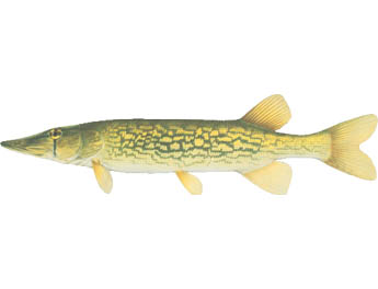 Fish ID: Chain Pickerel
