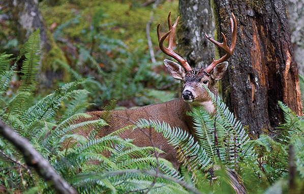 Deer Hunting Tips: Where to Chase Columbia Blacktail Bucks
