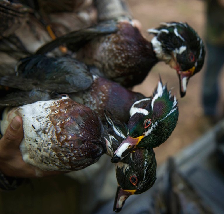 Northwoods Double: A Cast-And-Blast Adventure in Wisconsin