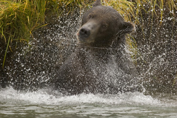 PHOTOS: Alaskan Brown Bear
