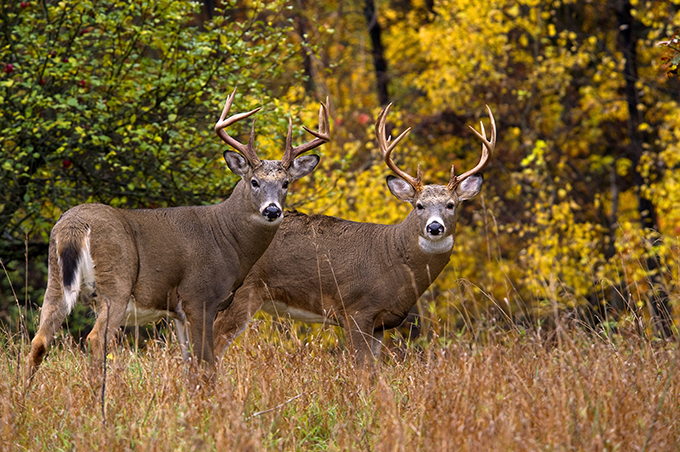 Opening Day Forever: A Gift Buck
