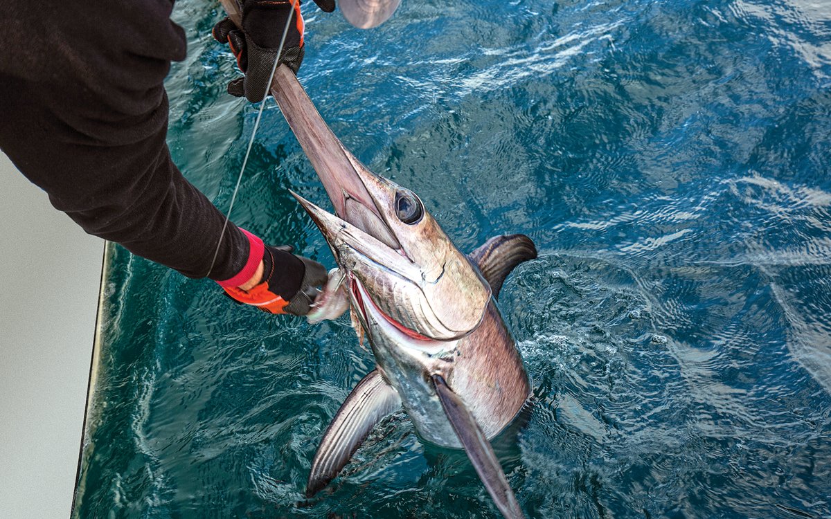 louisiana swordfish, lousiana daytime swordfish, fishing pioneer, Gulf of Mexico swordfish, deep-sea fishing, deepwater swordfish, Mississippi River Canyon