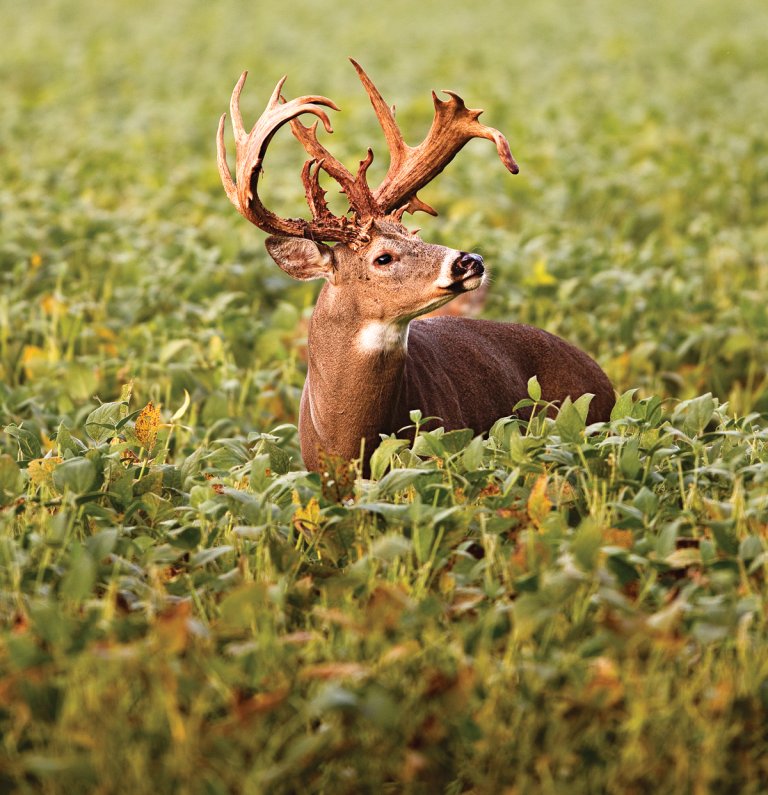 Weed Whackers: Clean Fields May Be Hurting Midwest Deer Populations