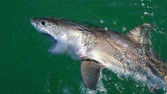 Great White Shark Hooked from Manhattan Beach Pier in Southern California
