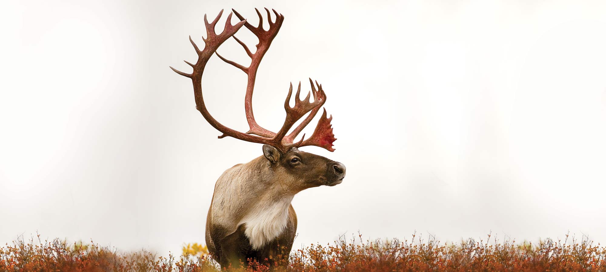 one caribou standing alone in a field