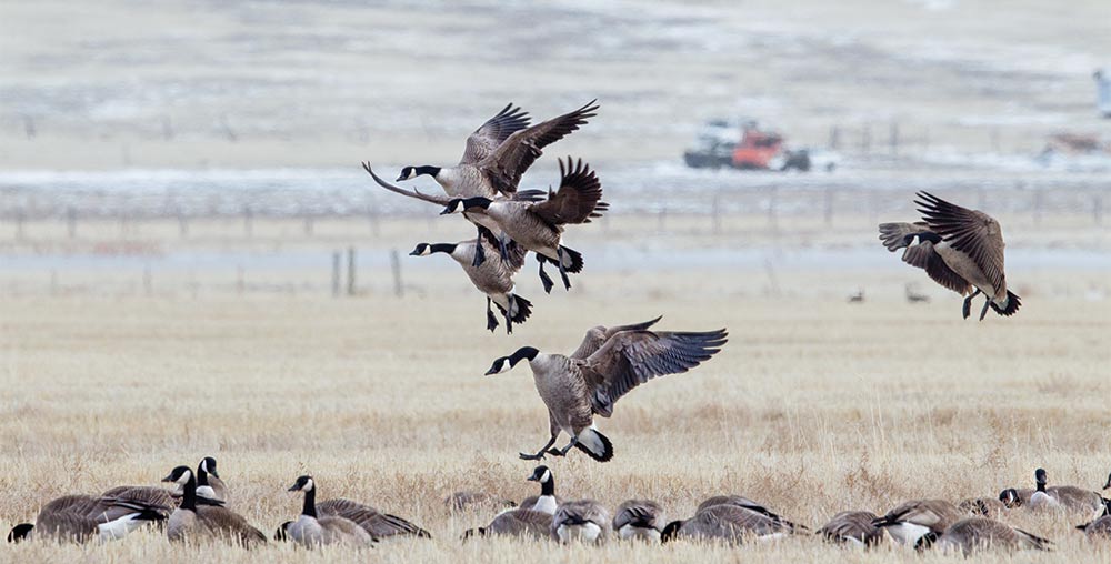 canada geese landing in a field
