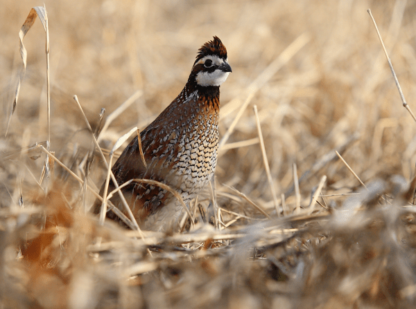 How to Attract More Quail to Your Property