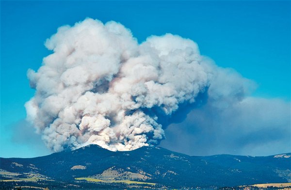 How to Hunt Old Forest Fire Burns for Big Bucks