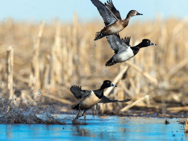 How to Hunt Puddle Divers This Duck Season