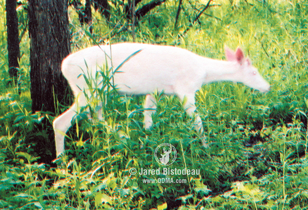 True albino deer lack skin and hair pigments and are completely white.