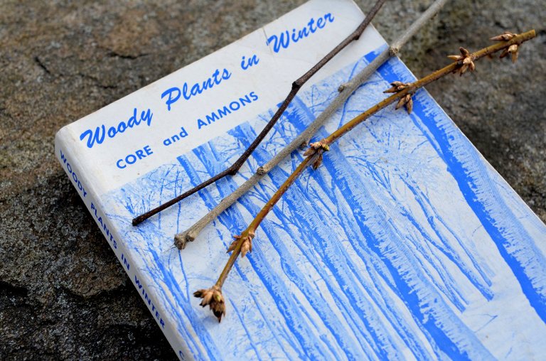 Why You Should Be Able to Identify Trees in Winter