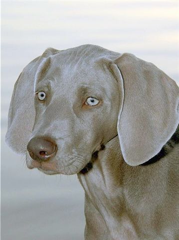 httpswww.outdoorlife.comsitesoutdoorlife.comfilesimport2014importImage2008legacyoutdoorlifedog_Weimaraner.jpg