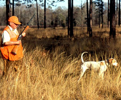 httpswww.outdoorlife.comsitesoutdoorlife.comfilesimport2014importImage2008legacyoutdoorlifedog_Pointer.jpg