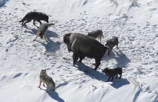 Report: As Yellowstone Wolf Population Declines, Predators Target Bison