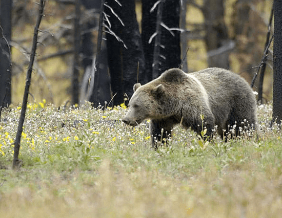 Why Bears Target Hunters