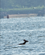 CT Deer Swims Over a Mile Across New Haven Harbor