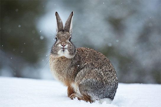 Hunting Rabbits is the Perfect Cure for Winter Cabin Fever