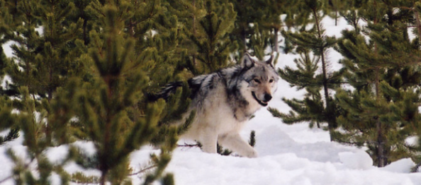 Are Wolves Big Game Animals or Varmints?