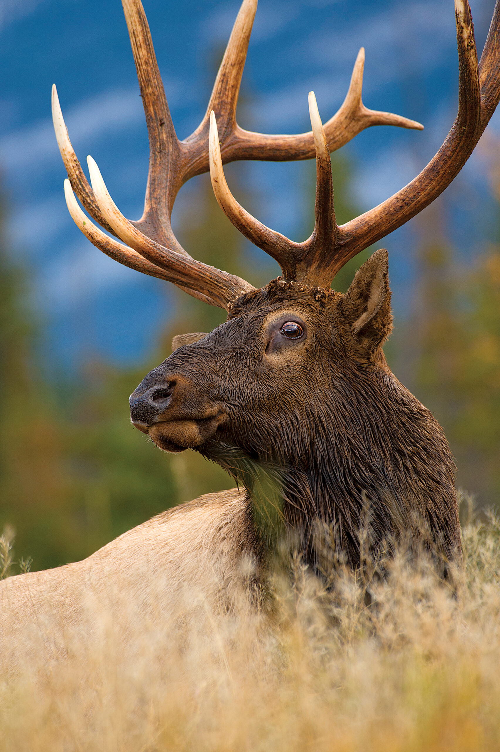 hunting post-rut elk