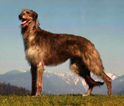 Things You Didn’t Know About Deerhounds