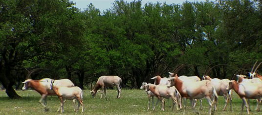 60 Minutes: How Hunting Saved the Scimitar Oryx and How Antis Could Make it Extinct