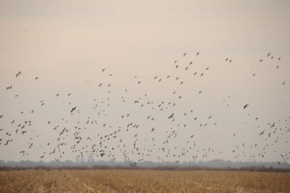 A flock of doves rises at sunset on opening day.