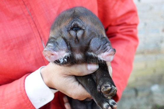 Chinese Triclops Piglet Born with Two Snouts?