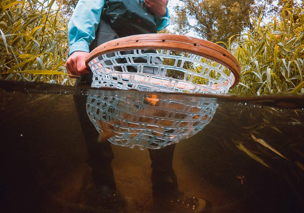 fisherman with net scooping up a brown trout
