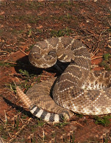 httpswww.outdoorlife.comsitesoutdoorlife.comfilesimport2014importImage2010photo300103._Western_Diamondback_Rattlesnake_28x36__copy.jpg