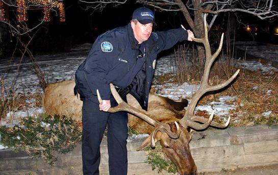 Former Boulder Police Officer Found Guilty of Poaching Neighborhood Elk