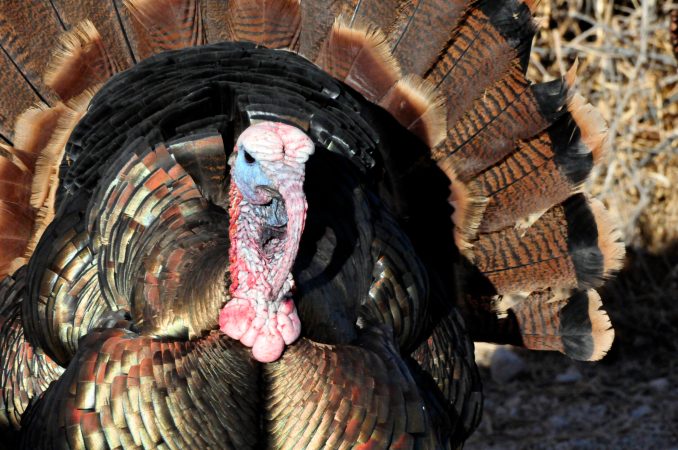 Bowhunting for Turkeys: 3 Advantages to Using a Decapitating Broadhead