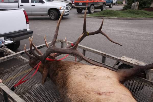 Elk Hunting’s New Frontier: How and Where to Draw a Bull Tag in the East