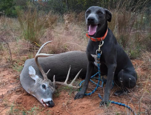 Need Some Help Finding Your Deer? Call In a Deer Tracking Dog