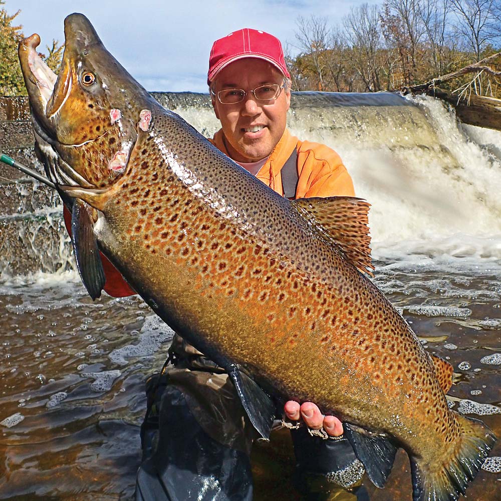 Battle Scarred Wisconsin Brown Trout