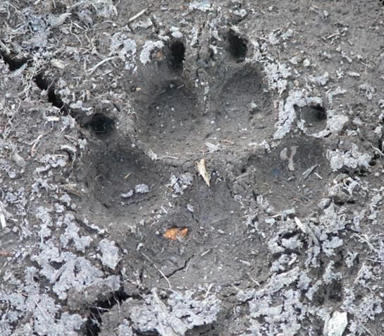 Learn the language of animal tracks in the dirt.