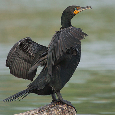 Army Corps of Engineers Propose Oregon Cormorant Cull to Benefit Salmon, Steelhead