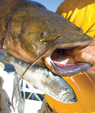 Expert Tips on How to Catch Catfish