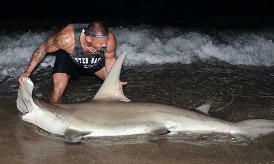 Angler Lands Giant Hammerhead From Beach, Wins Florida Fishing Tournament