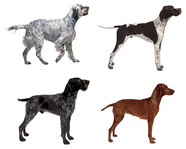 Pointing dogs come in different shapes and sizes.