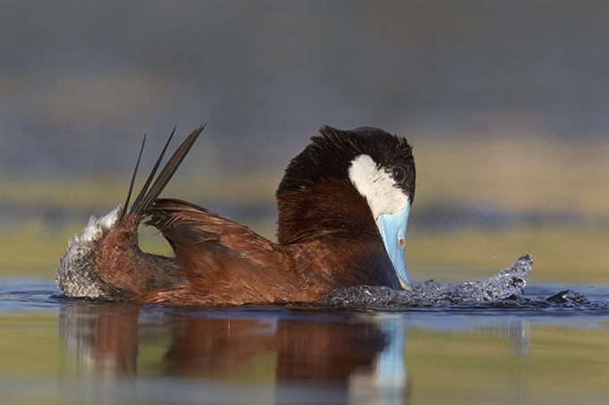 Waterfowl Hunts: An Ode to the Ugly Ducks