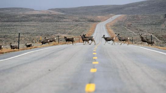 Video: Longest Mule Deer Migration Ever Recorded