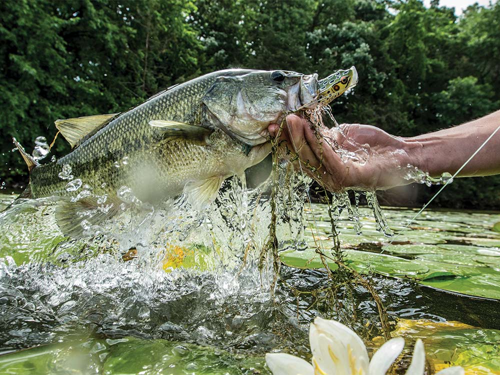 largemouth bass caught on popping frog