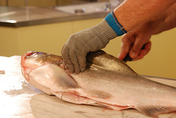 making fillets of asian carp.