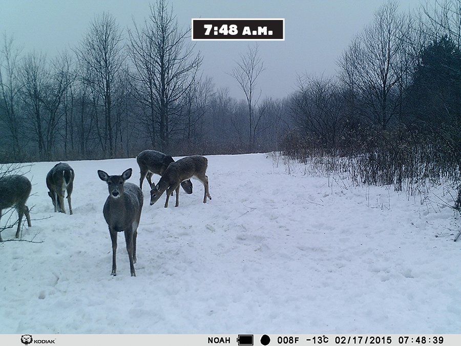 trail camera test