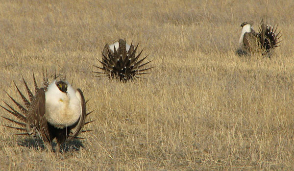 Op-ed: Is Hunting Sage Grouse Part of the Problem or Part of the Solution?
