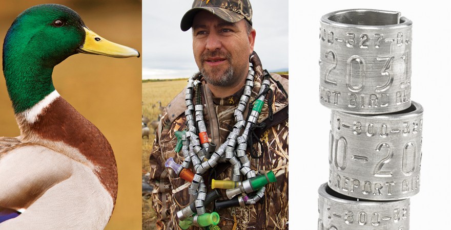 Waterfowl Hunting: 9 Facts You Probably Didn't Know About Bird Bands