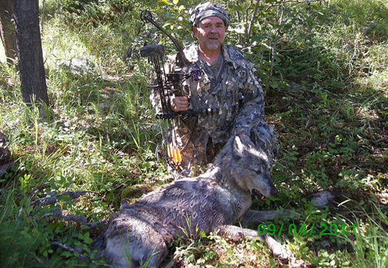 Montana Hunter Takes Wolf With Bow, First in Recent History
