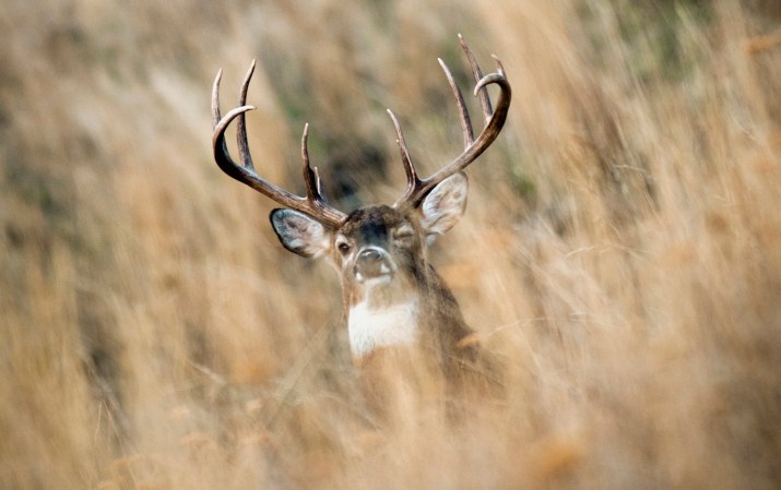 Scent Control and Hunting Mature Bucks, Part 1