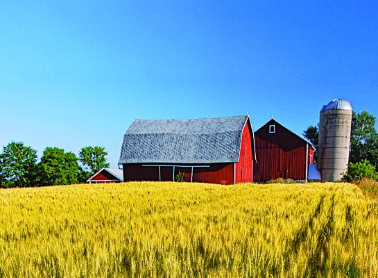 grain and barn